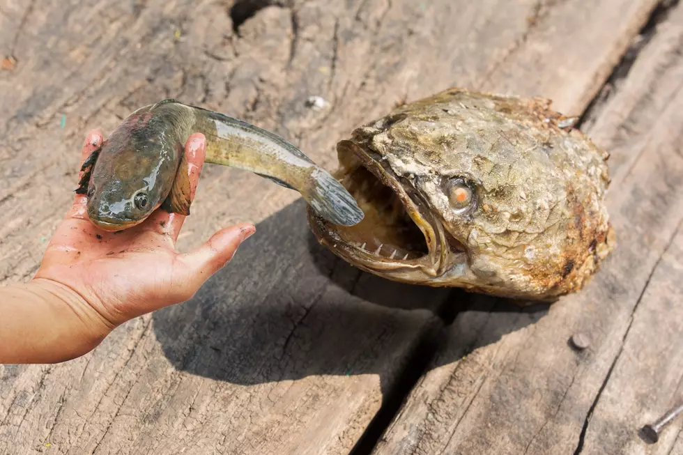 If You Catch it, Kill it! Snakehead Fish Turns up in Louisiana