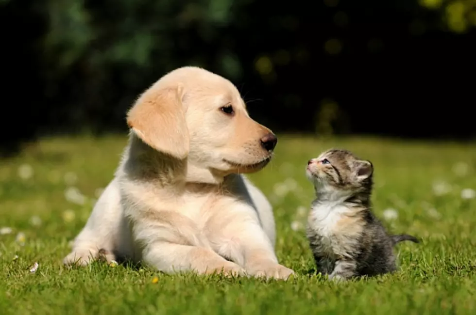 Adopt a Pet at PetSmart Saturday