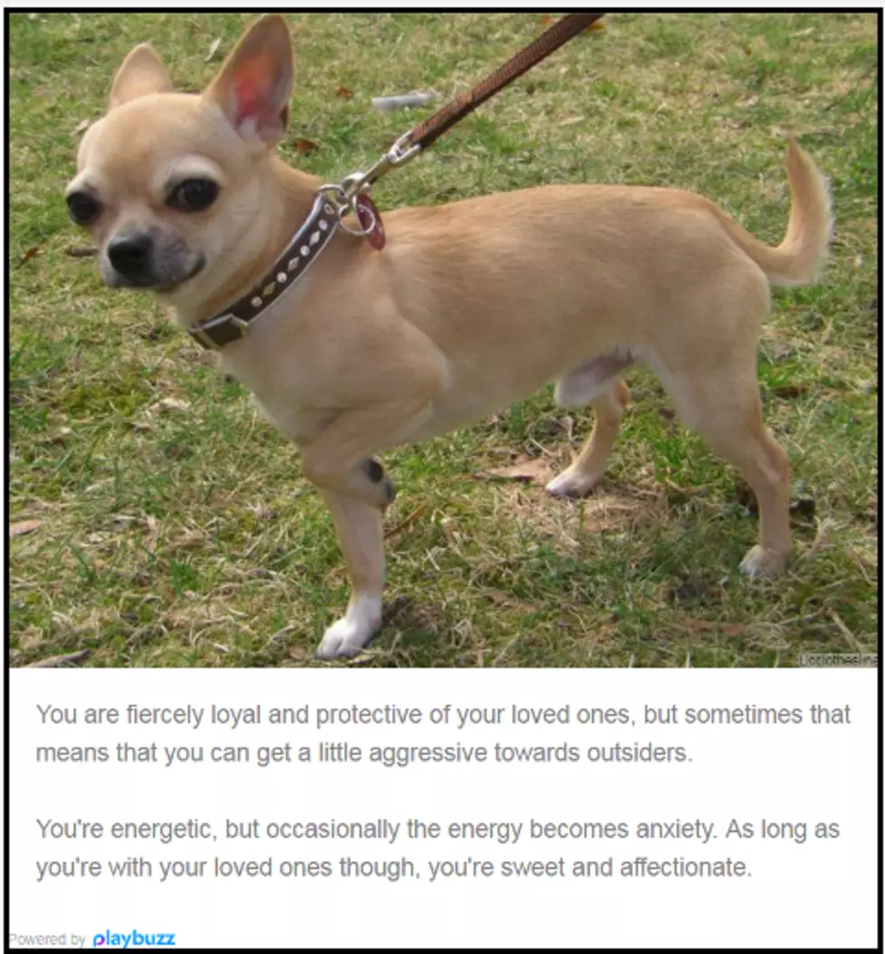 Take a Quiz to Find What Dog Breed Are You