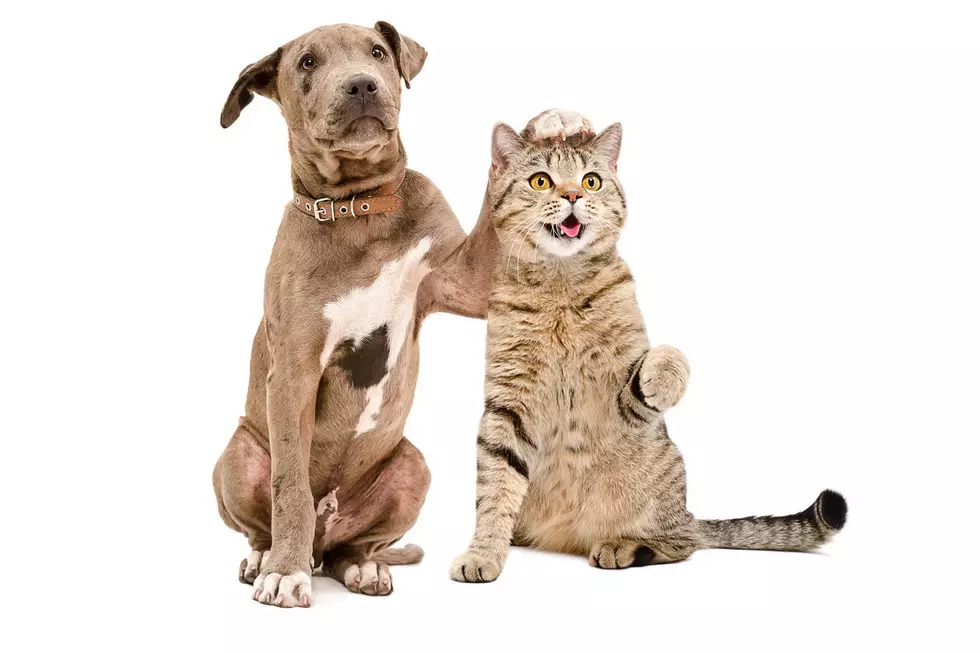 Keep Your Pets Safe This Weekend