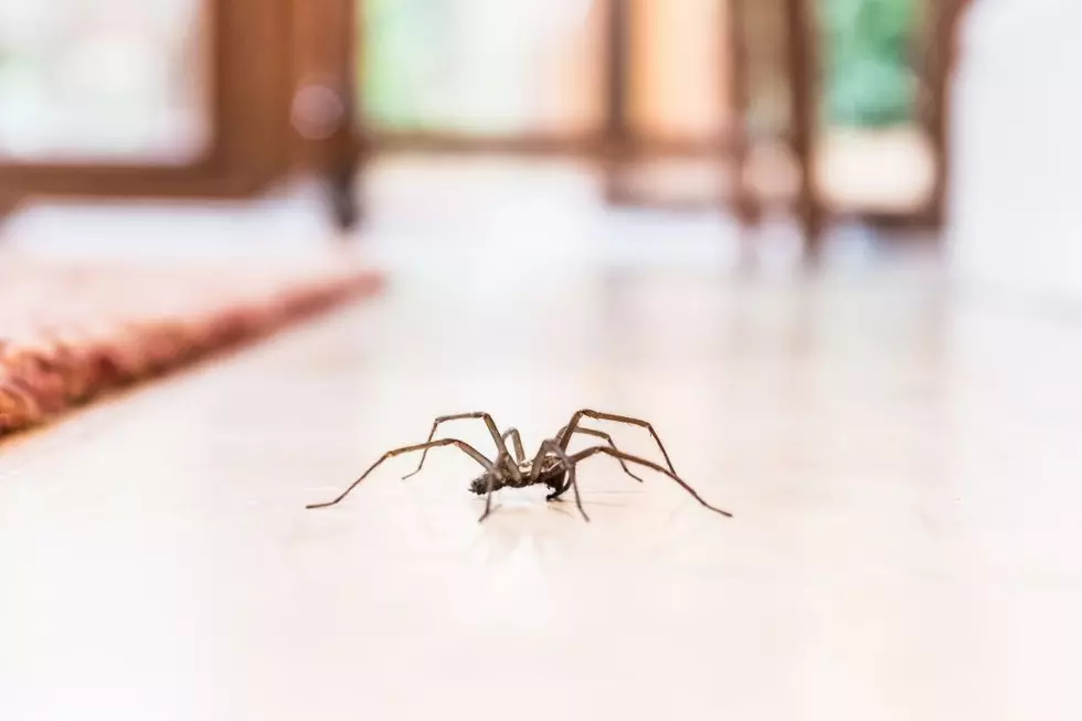 Over One Third of People Would Burn Down Their Bug-Infested House